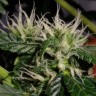 заказ семян конопли Auto White Dwarf feminised Ganja Live Seeds