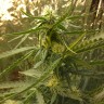 семена конопли наложенным платежом Auto White Dwarf feminised Ganja Live Seeds