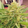 CBDivine feminised Ganja Seeds купить