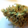 CBDivine feminised Ganja Seeds качественные семена конопли