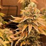 семена конопли наложенным Bruce Banner feminised Ganja Seeds
