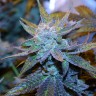 семена конопли почтой Green House Thai feminised Ganja Seeds