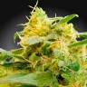 CBDivine feminised GanjaLiveSeeds заказать в Украине