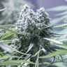 где купить семена конопли Critical CBG feminised Ganja Seeds