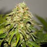 семена конопли оптом и в розницу Auto Critical Kush feminised
