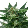 Семена конопли Auto Royal Kush feminised Ganja Seeds