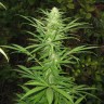  Afghan Haze feminised Ganja Seeds