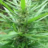  Afghan Haze feminised Ganja Seeds