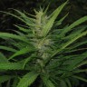 Недорогие семена конопли  Afghan Haze feminised Ganja Seeds