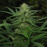  Afghan Haze feminised Ganja Seeds