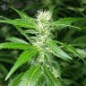 Феминизированные семена конопли  Afghan Haze feminised Ganja Seeds