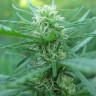 Фотопериодные семена конопли  Afghan Haze feminised Ganja Seeds