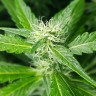 феминизированные сорта конопли  Afghan Haze feminised Ganja Seeds