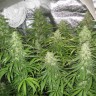 Семена конопли сорта  Afghan Haze feminised Ganja Seeds