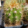 Качественные семена кактусов Trichocereus candicans