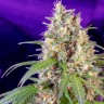 семена марихуаны Auto Crystal Candy feminised GanjaLiveSeeds