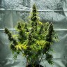 Auto Royal Haze feminised Ganja Seeds семена конопли