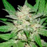 Auto Royal Haze feminised Ganja Seeds семена каннабиса
