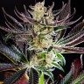 купить семенам конопли Dos-Si-Dos feminised Ganja Seeds