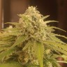 где заказать семена конопли Afghan feminised