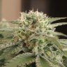 заказ семян конопли Afghan feminised