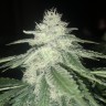 купить семена конопли Afghan feminised