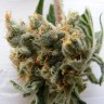 семена конопли в фирменной упаковке Auto Super Lemon Haze CBD feminised Ganja Live Seeds