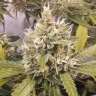 заказ семян конопли Auto Super Lemon Haze CBD feminised Ganja Live Seeds