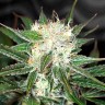 Семена конопли Big Devil feminised Ganja Seeds