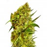 феминизированные сорта конопли Big Devil feminised Ganja Seeds