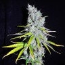сорта конопли с высоким кбд Auto Haze CBD feminised Ganja Seeds