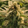медицинские сорта конопли Auto Haze CBD feminised Ganja Seeds