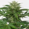 качественные семена конопли Auto Haze CBD feminised Ganja Seeds