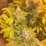 заказать семена конопли Flowerbomb Kush feminised Ganja Seeds