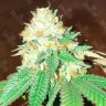 семена конопли наложенным Flowerbomb Kush feminised Ganja Seeds