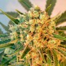 семена конопли интернете Flowerbomb Kush feminised Ganja Seeds