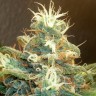 медицинские сорта конопли Blue Mango feminised Ganja Seeds