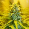 семена конопли Blue Mango feminised Ganja Seeds