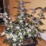 семена марихуаны Blue Mango feminised Ganja Seeds