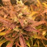 Качественные семена конопли Auto Brooklyn Sunrise feminised Ganja Seeds