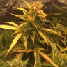 Семена конопли недорого Auto Brooklyn Sunrise feminised Ganja Seeds