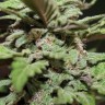 Недорогие семена конопли Auto Lemon Skunk feminised GanjaLiveSeeds