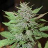 Семена конопли Auto Lemon Skunk feminised GanjaLiveSeeds