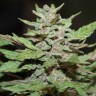 Феминизированные сорта конопли Auto Lemon Skunk feminised GanjaLiveSeeds