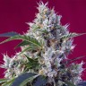  Indigo Berry Kush feminised Ganja Seeds купить