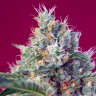  Indigo Berry Kush feminised Ganja Seeds заказать