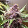  Indigo Berry Kush feminised Ganja Seeds недорого