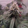 семена конопли москва Gorilla Glue feminised Ganja Seeds