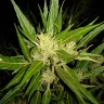 купить семена конопли в Украине  Auto Anubis regular