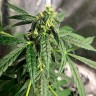 регулярные семена конопли купить  Auto Anubis regular